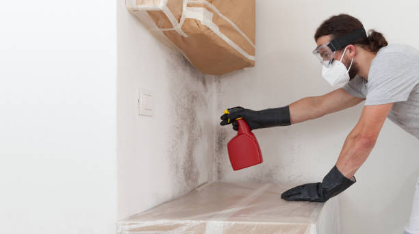 Professional Black Mold Removal technician working in Olanta, PA